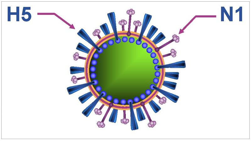 Đừng bỏ qua dấu hiệu nhận biết nhiễm cúm H5N1