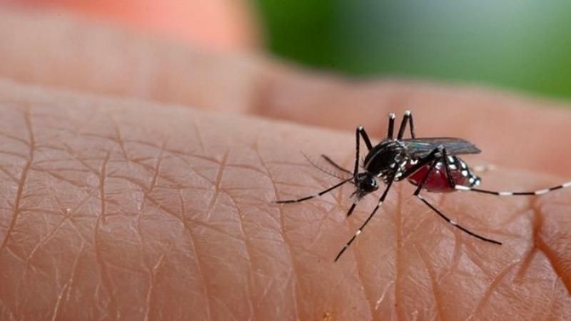 Protecting children when dengue fever is in season