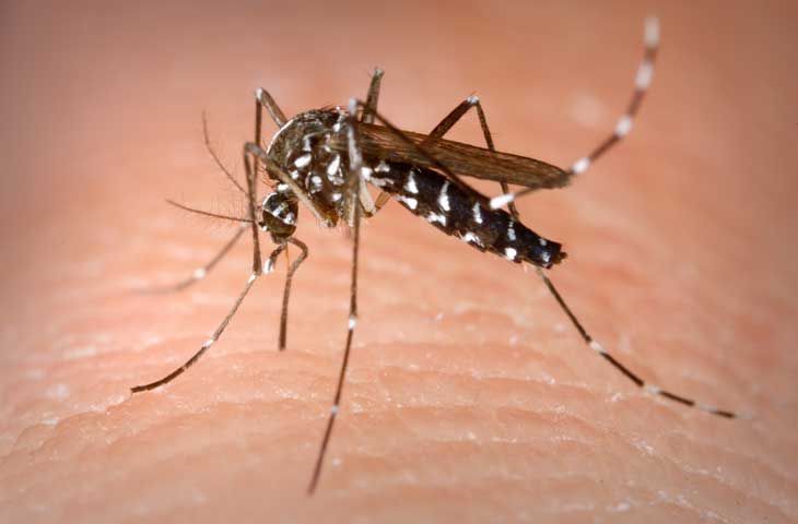 Quảng Nam tăng cường công tác phòng, chống dịch bệnh do muỗi truyền vì hiện tượng El Nino