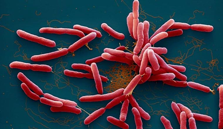 Suy đa tạng nguy kịch do nhiễm vi khuẩn 'ăn thịt người'